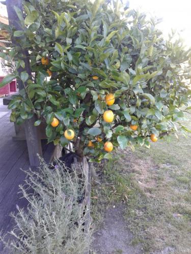 Lemons available